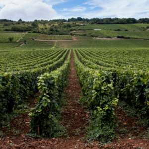 05/11/26 Domaine Desvigne Givry