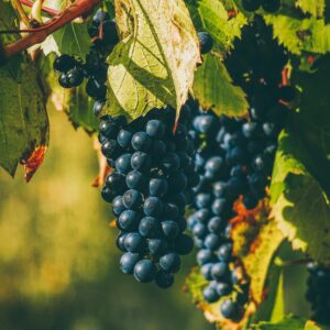 28/03/26 Gevrey Chambertin