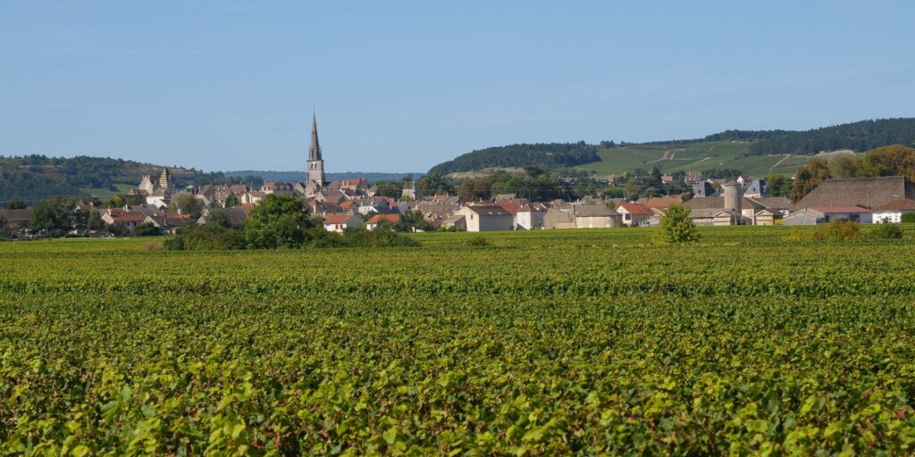 Meursault i dybden | UDSOLGT